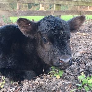 Meet your Posher, Chad